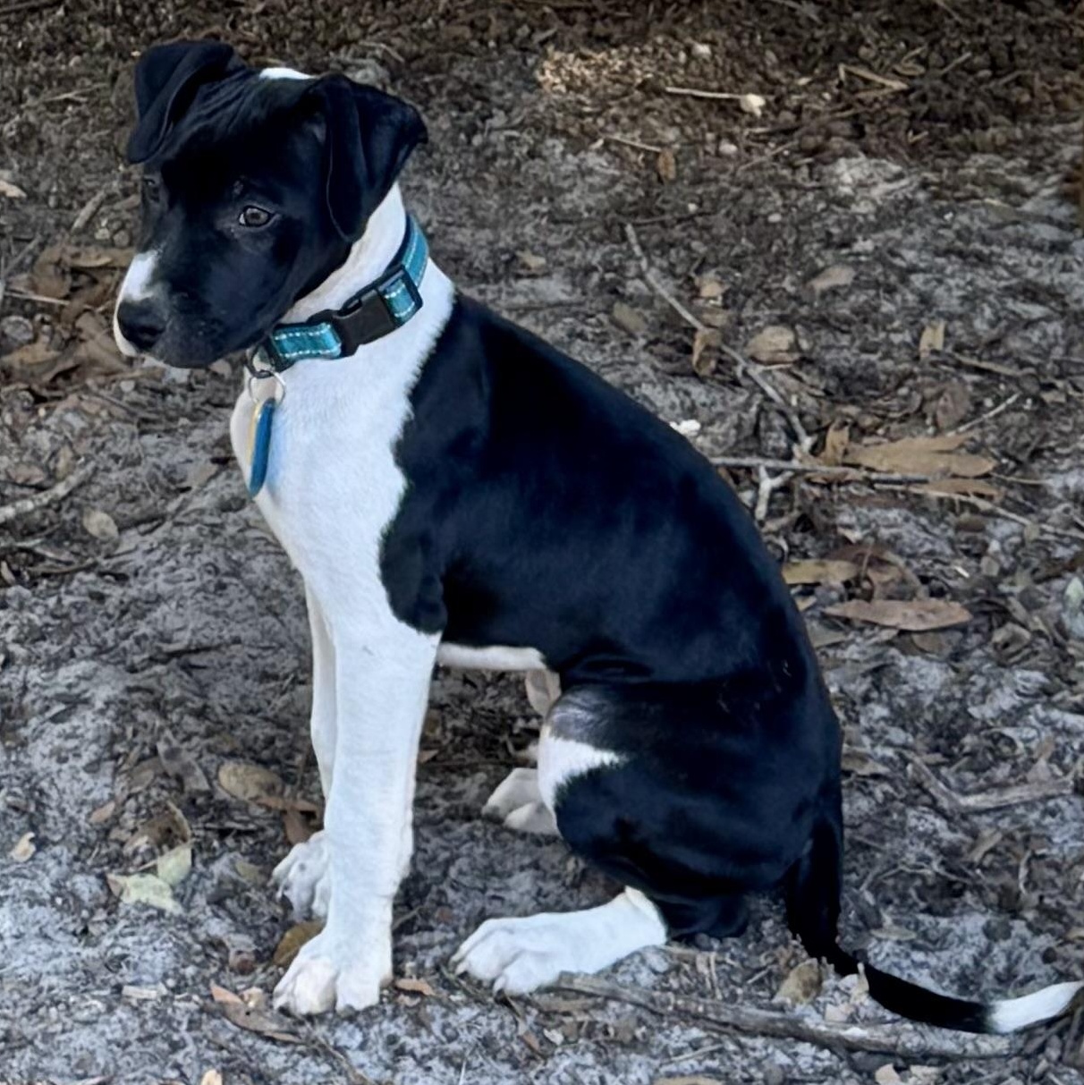 Enlarge Kenny-G (Kenneth), a ADOPTABLE mixed breed in Deltona, FL image 2/3