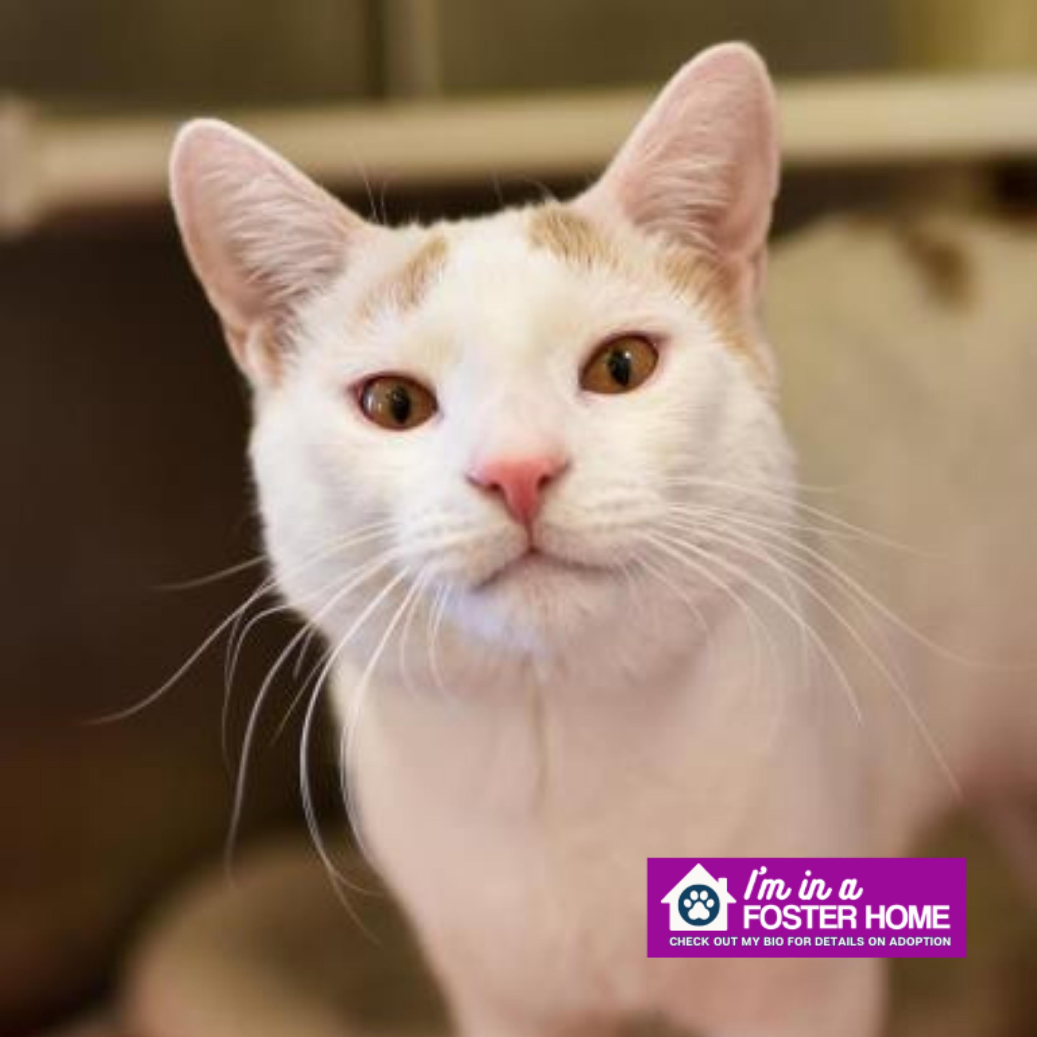 Zion , ADOPTABLE, Senior Male Domestic Short Hair.