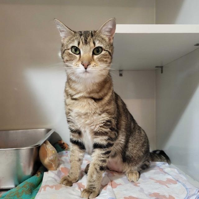 Enlarge Samantha, an adopted Domestic Short Hair in East Brunswick, NJ image 2/5