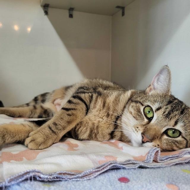 Samantha, ADOPTABLE, Young Female Domestic Short Hair.