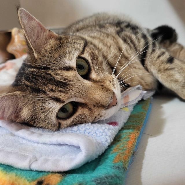 Enlarge Samantha, an adopted Domestic Short Hair in East Brunswick, NJ image 3/5