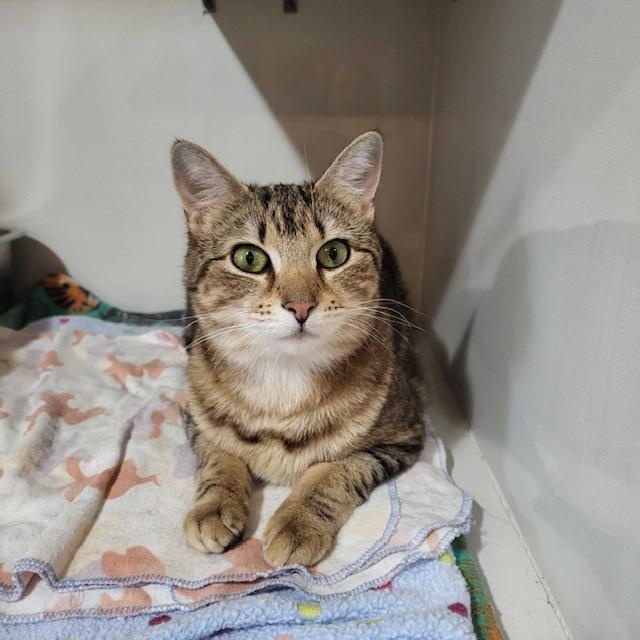 Enlarge Samantha, an adopted Domestic Short Hair in East Brunswick, NJ image 4/5