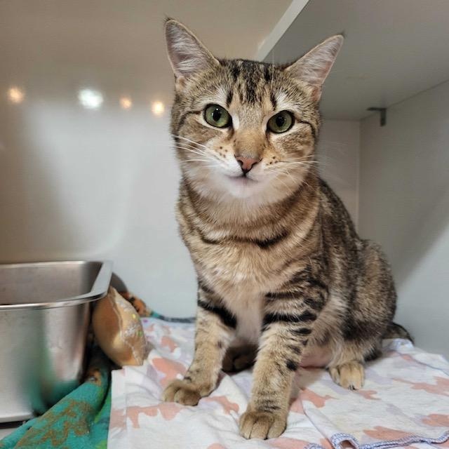 Enlarge Samantha, an adopted Domestic Short Hair in East Brunswick, NJ image 5/5