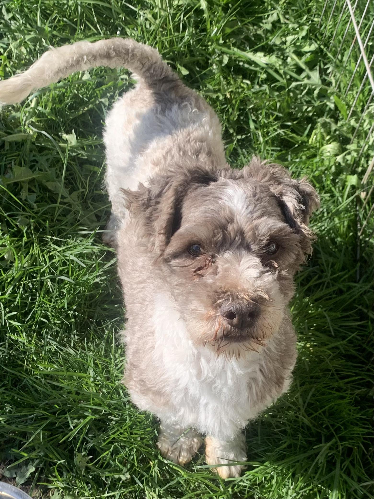 Charlie, a ADOPTABLE Havanese in Danville, VT image 2/2