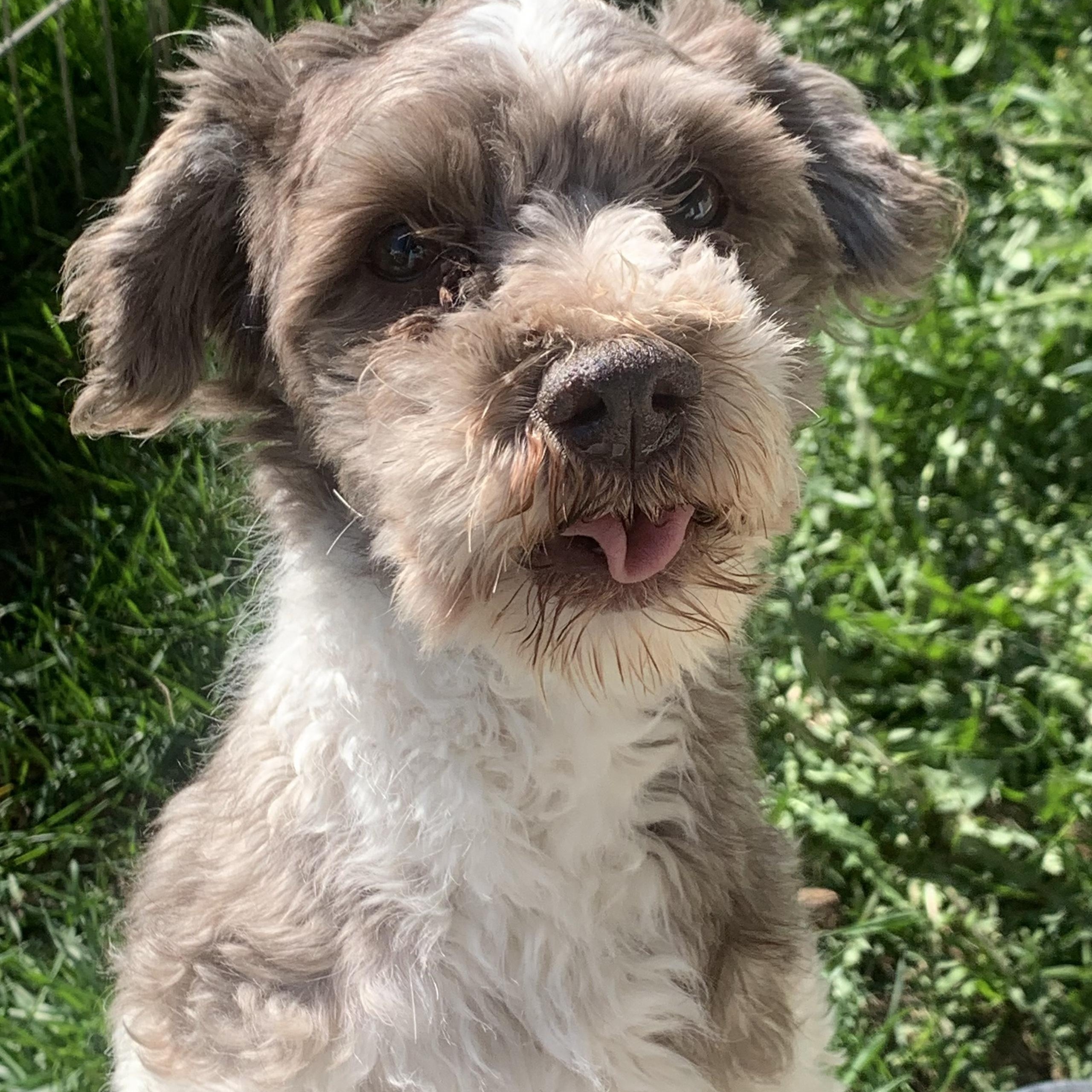 Charlie, a ADOPTABLE Havanese in Danville, VT image 1/2