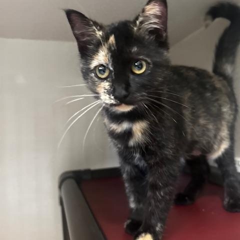 Enlarge Melanie, a Adopted Tortoiseshell in Hutchinson, MN image 2/4