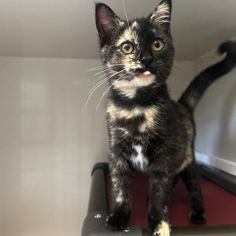 Enlarge Melanie, a Adopted Tortoiseshell in Hutchinson, MN image 3/4