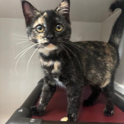 Melanie, Adopted, Young Female Tortoiseshell.
