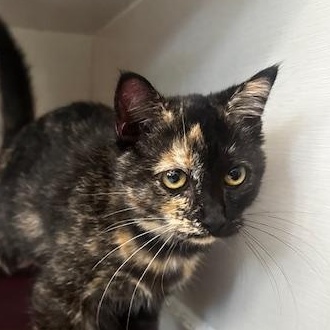 Enlarge Melanie, a Adopted Tortoiseshell in Hutchinson, MN image 4/4