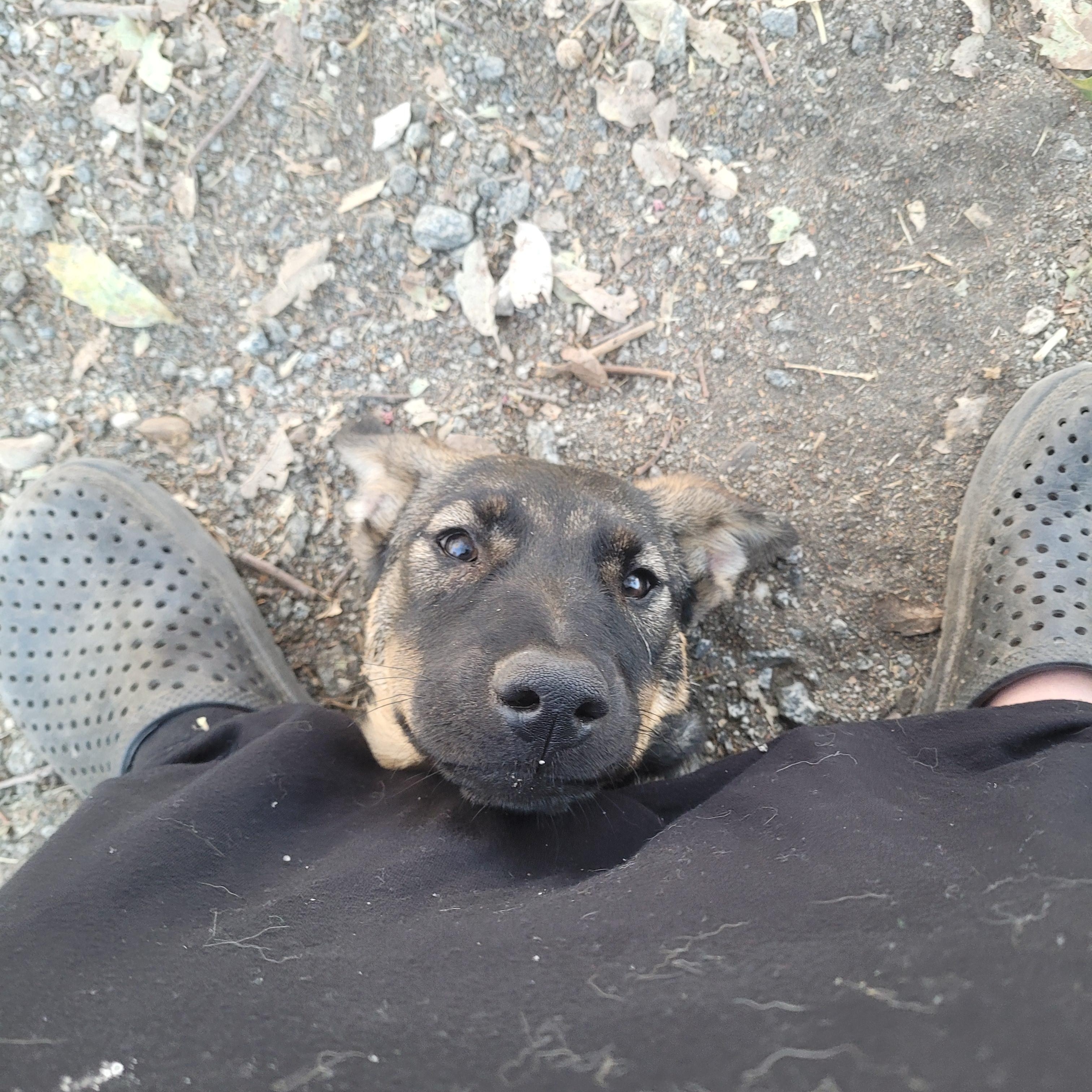 Enlarge Thelma, a Adoptable mixed breed in California Hot Springs, CA image 3/5