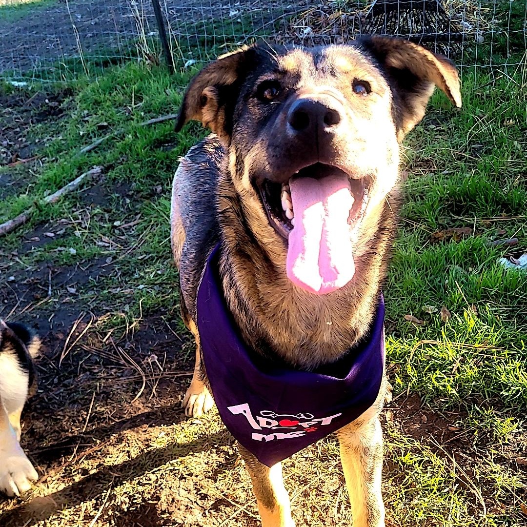 Enlarge Thelma, a Adoptable mixed breed in California Hot Springs, CA image 2/5