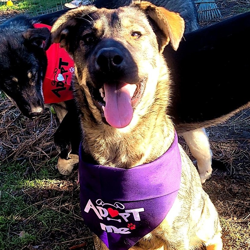 Enlarge Thelma, a Adoptable mixed breed in California Hot Springs, CA image 1/5