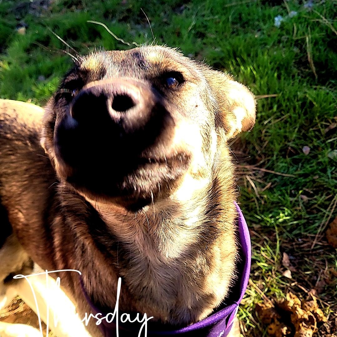 Enlarge Thelma, a Adoptable mixed breed in California Hot Springs, CA image 5/5