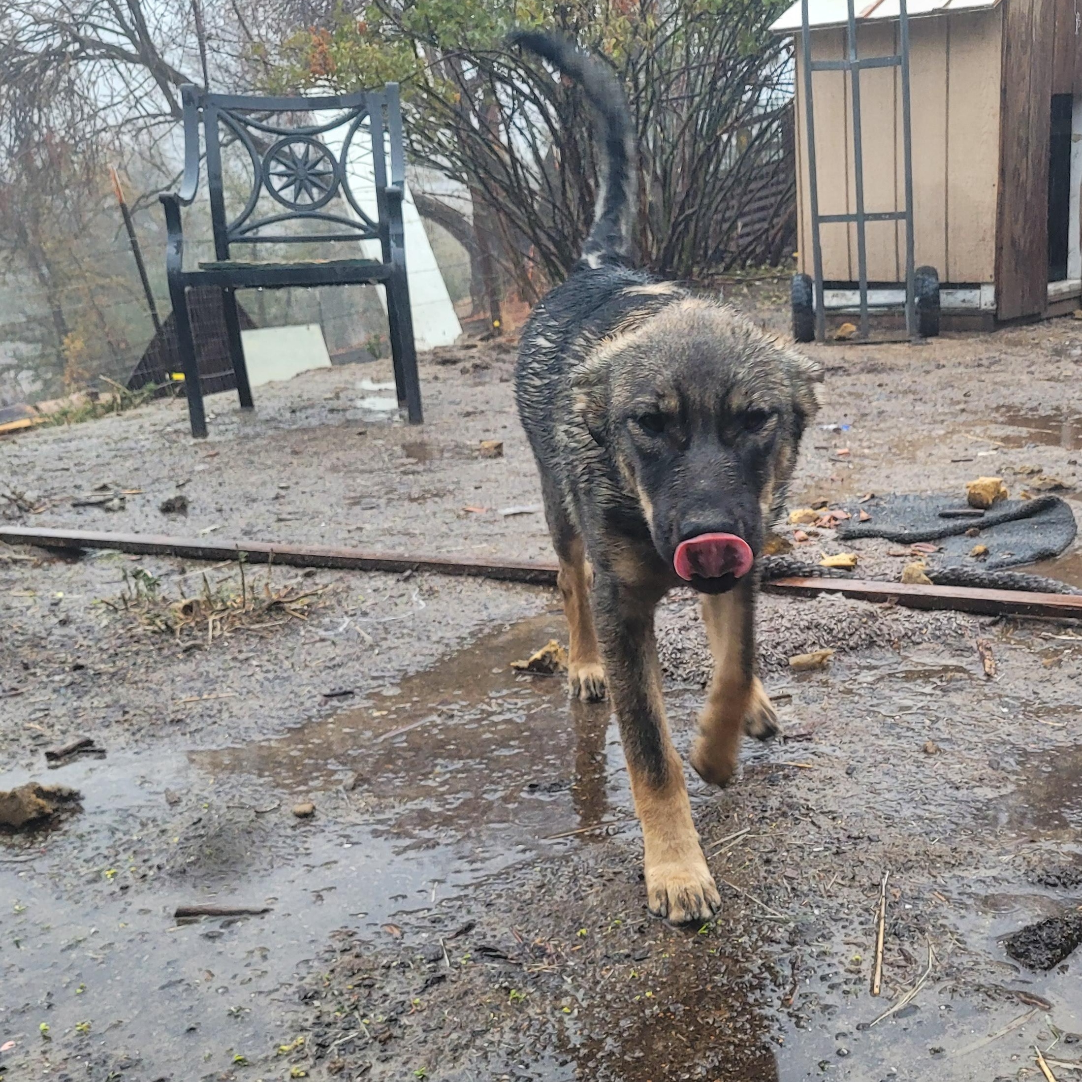 Enlarge Thelma, a Adoptable mixed breed in California Hot Springs, CA image 4/5