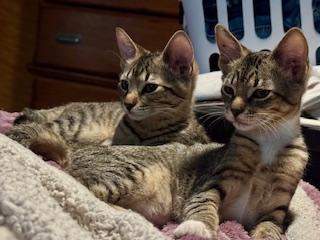 Enlarge Carol and Bells (Bonded Pair), an adopted mixed breed in Pasco, WA image 3/3