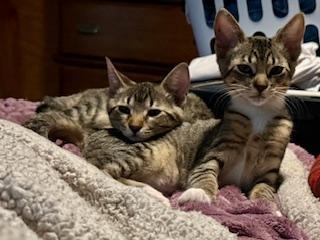 Enlarge Carol and Bells (Bonded Pair), an adopted mixed breed in Pasco, WA image 2/3