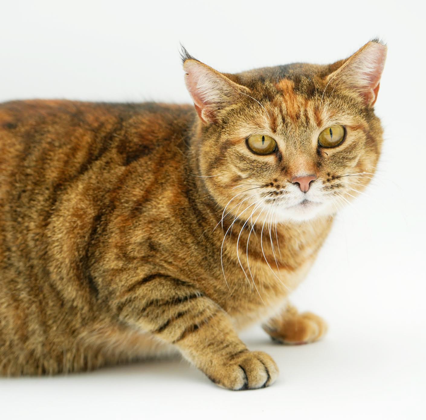 Enlarge Sally is a GIANT smush!   Sooo sweet!  AVAILABLE for our SENIOR TO SENIOR program!  VIDEO!!!, a ADOPTABLE Torbie in Bedford Hills, NY image 3/6