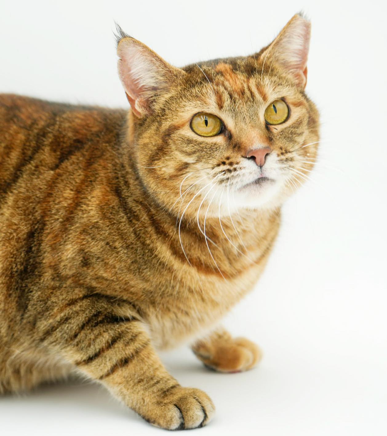 Enlarge Sally is a GIANT smush!   Sooo sweet!  AVAILABLE for our SENIOR TO SENIOR program!  VIDEO!!!, a ADOPTABLE Torbie in Bedford Hills, NY image 5/6