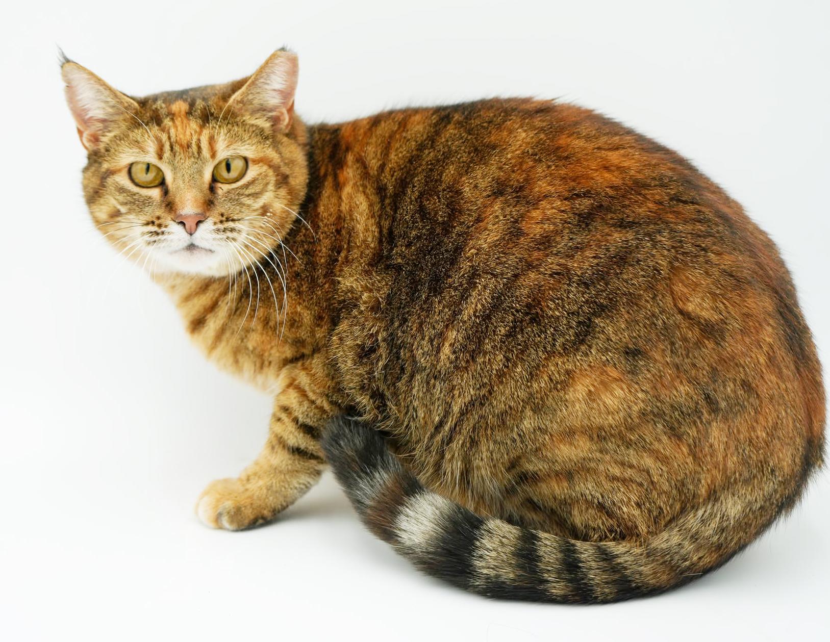 Enlarge Sally is a GIANT smush!   Sooo sweet!  AVAILABLE for our SENIOR TO SENIOR program!  VIDEO!!!, a ADOPTABLE Torbie in Bedford Hills, NY image 2/6