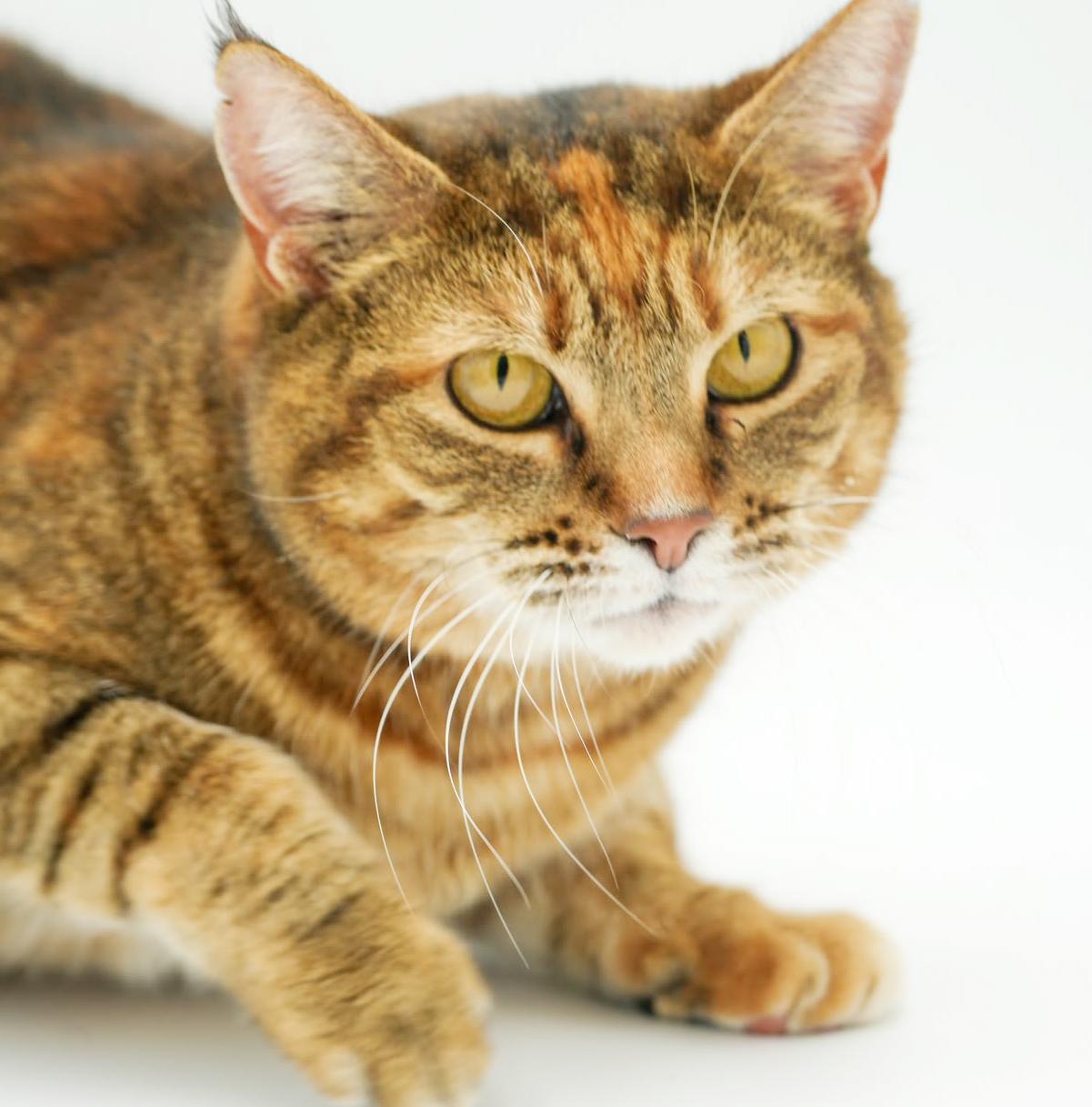 Sally is a GIANT smush!   Sooo sweet!  AVAILABLE for our SENIOR TO SENIOR program!  VIDEO!!!, ADOPTABLE, Adult Female Torbie.