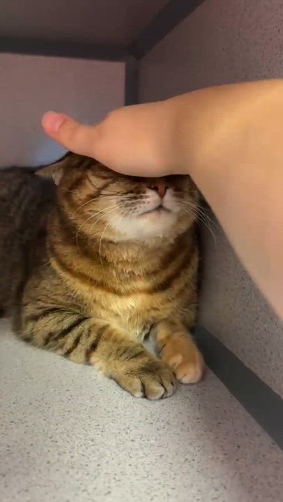 Enlarge Sally is a GIANT smush!   Sooo sweet!  AVAILABLE for our SENIOR TO SENIOR program!  VIDEO!!!, a ADOPTABLE Torbie in Bedford Hills, NY video 4/6
