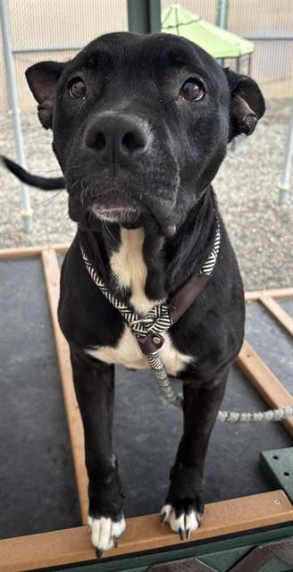 WILMA, Adoptable, Adult Female Pit Bull Terrier & Mixed Breed.
