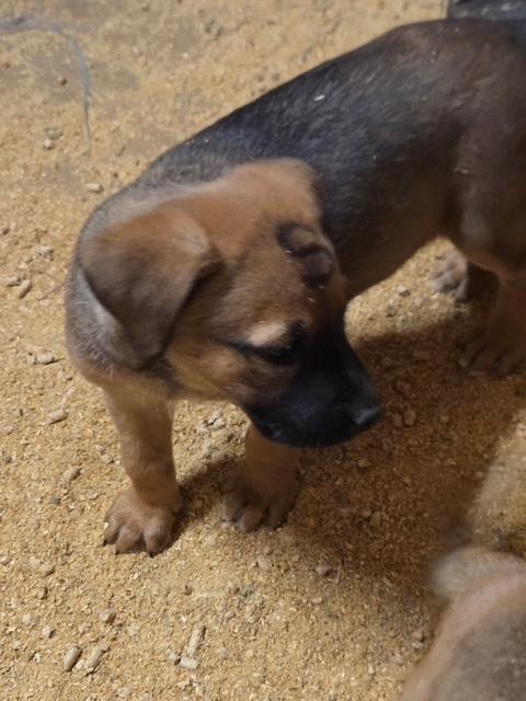 Sparkle Elf thumbnail 2