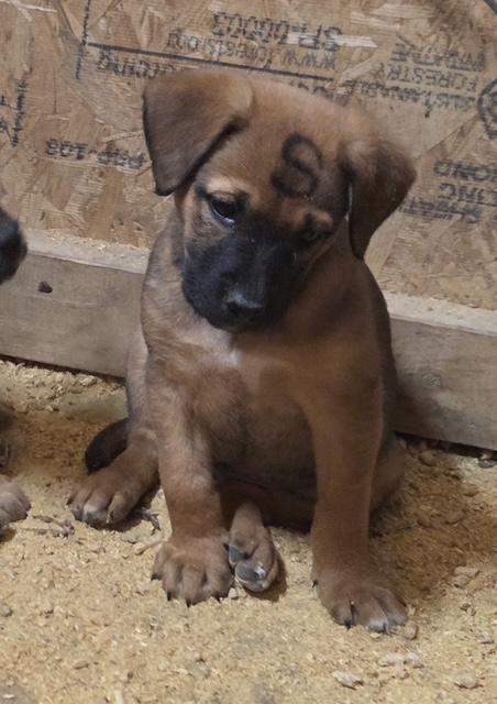 Sparkle Elf thumbnail 3