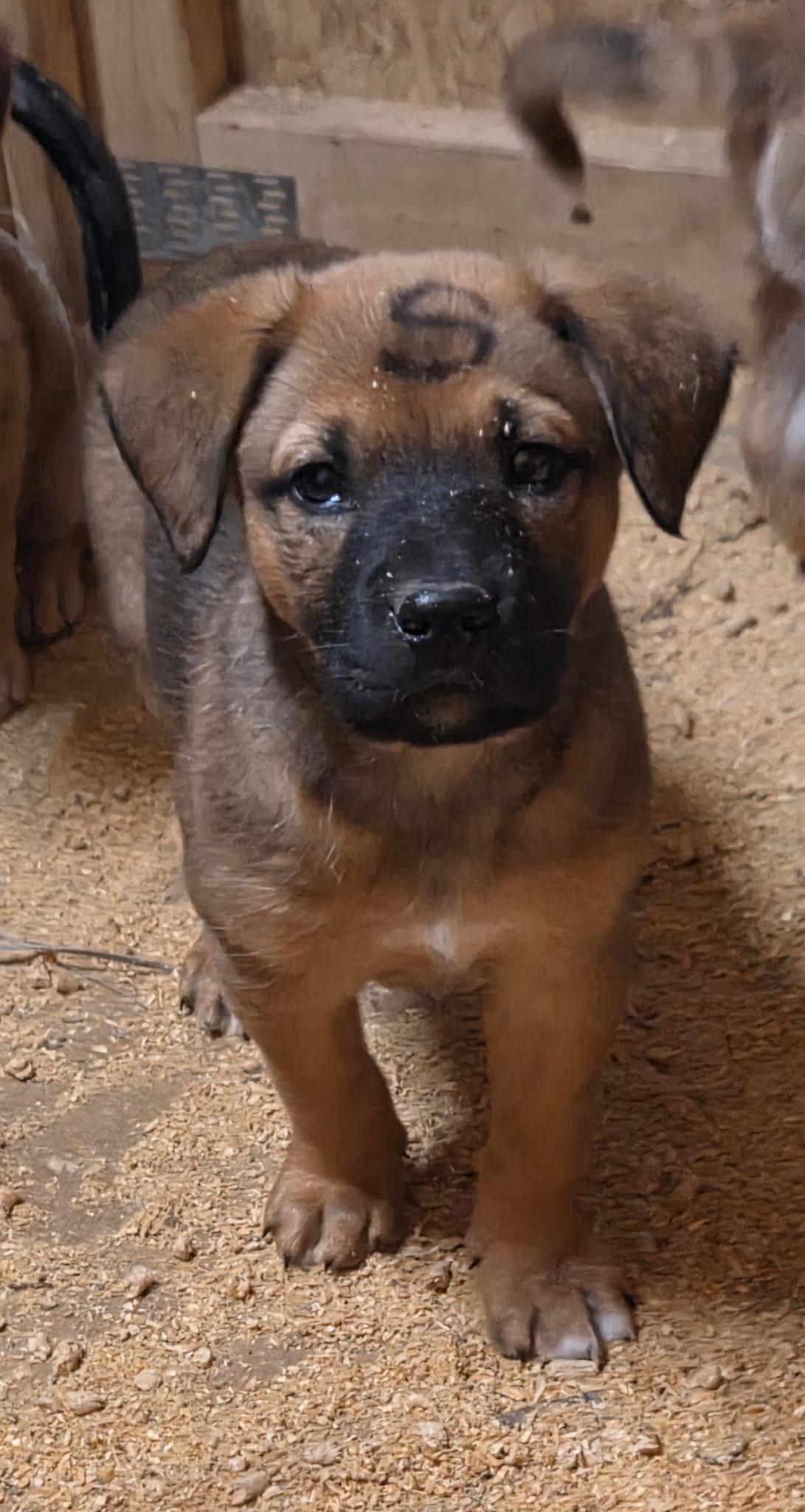 Sparkle Elf thumbnail 4