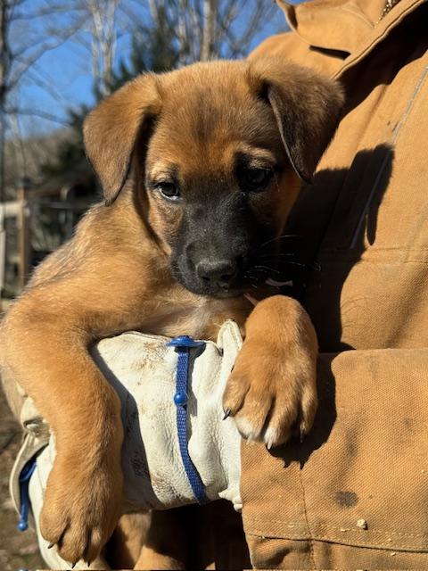 Sparkle Elf thumbnail 6