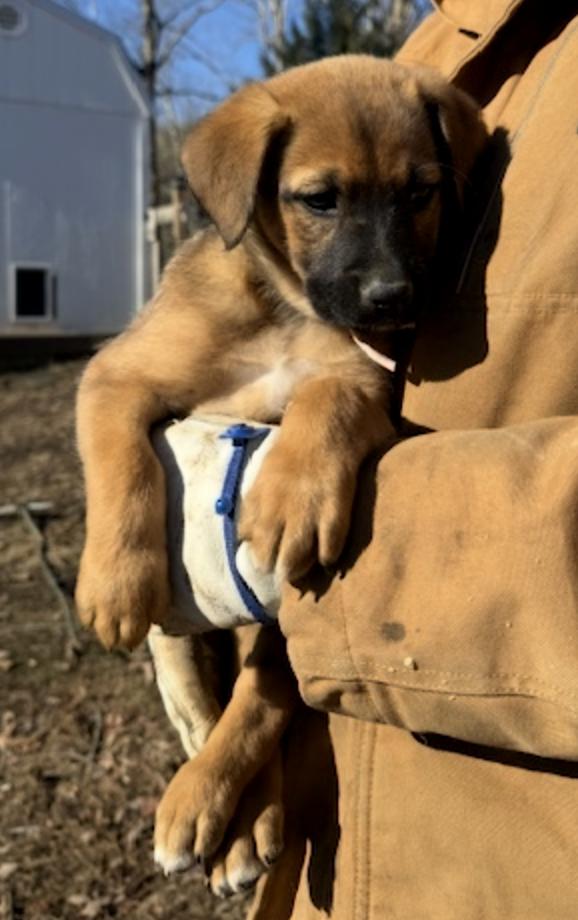 Sparkle Elf thumbnail 7