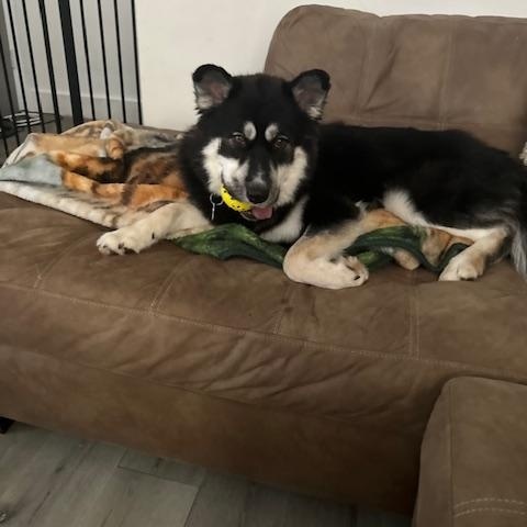 Enlarge Teddi, an adopted mixed breed in Hummelstown, PA image 1/4