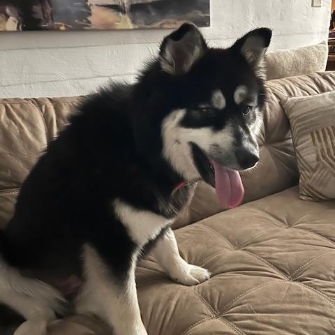 Enlarge Teddi, an adopted mixed breed in Hummelstown, PA image 4/4