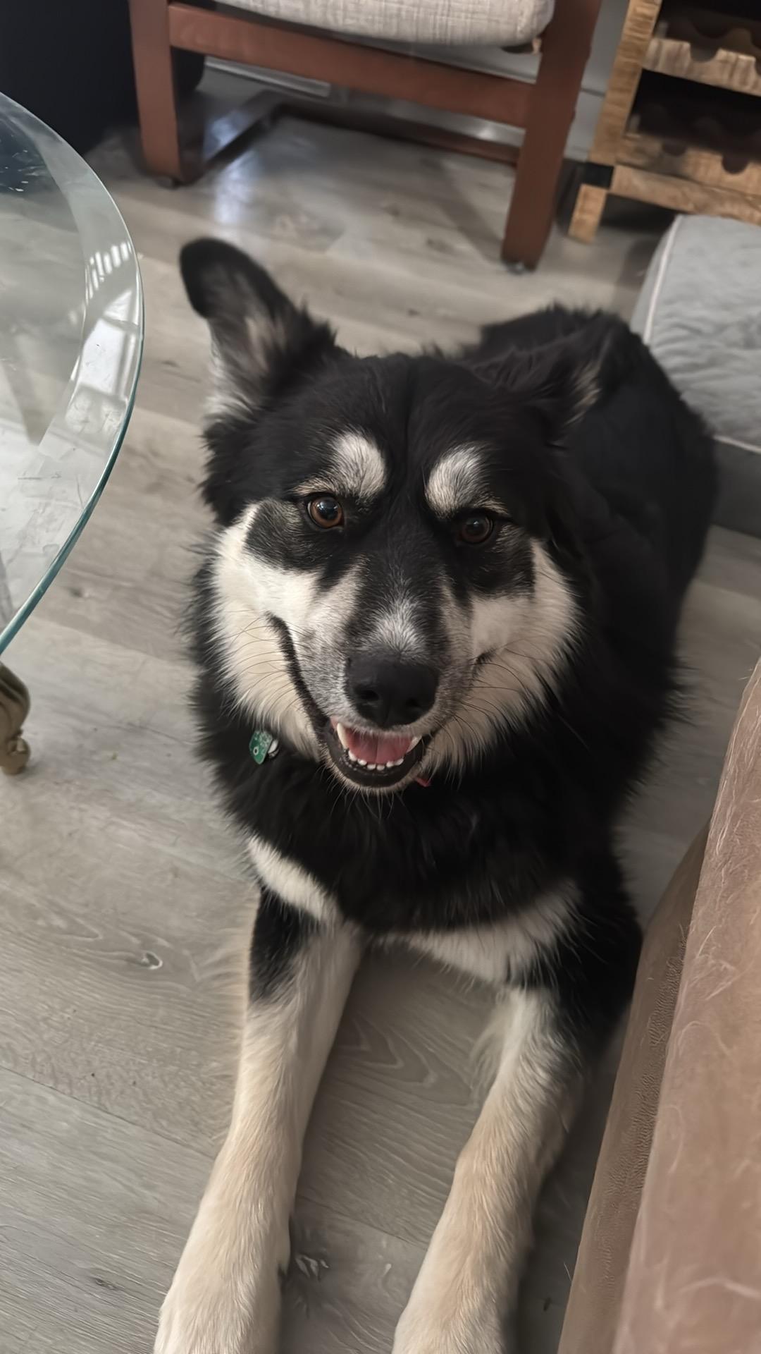 Enlarge Teddi, an adopted mixed breed in Hummelstown, PA image 2/4