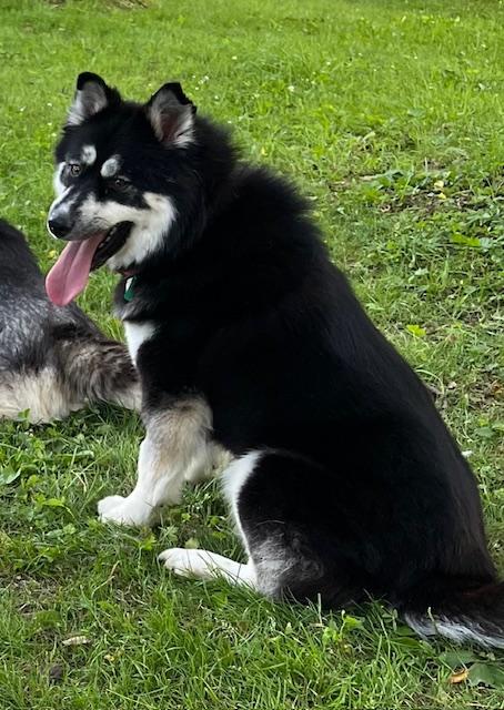 Enlarge Teddi, an adopted mixed breed in Hummelstown, PA image 3/4