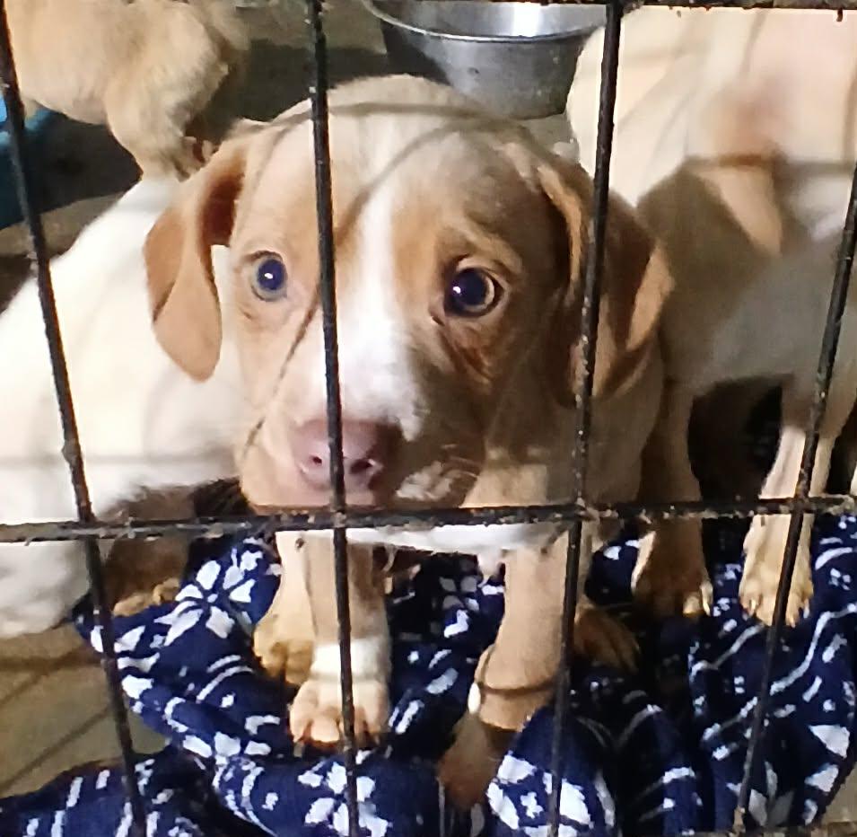 RidgebackPupsMale, adopted, Puppy Male Rhodesian Ridgeback & Labrador Retriever.
