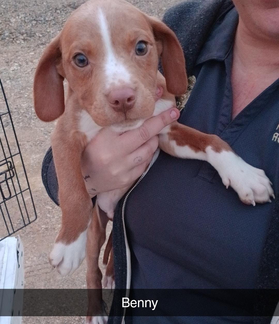 Enlarge RidgebackPupsMale, an adopted mixed breed in Lonsdale, AR image 3/5