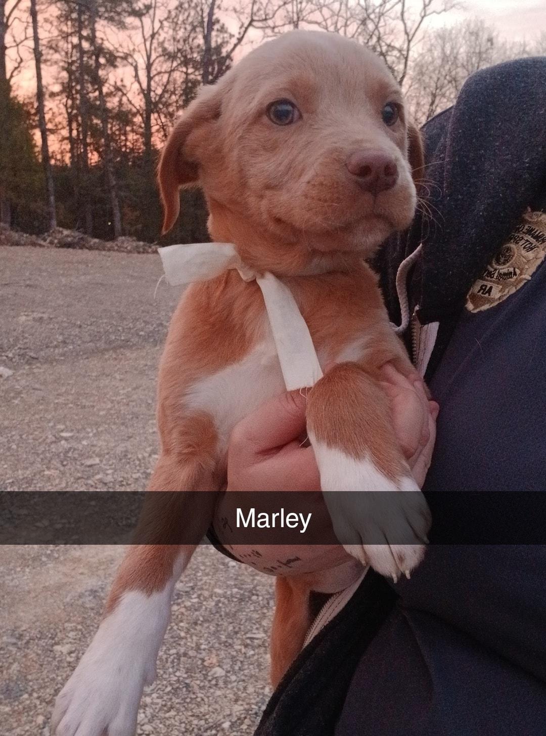 Enlarge RidgebackPupsMale, an adopted mixed breed in Lonsdale, AR image 4/5