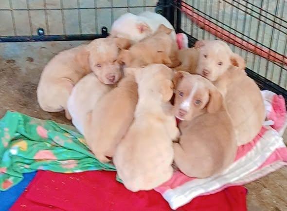 Enlarge RidgebackPupsMale, an adopted mixed breed in Lonsdale, AR image 5/5