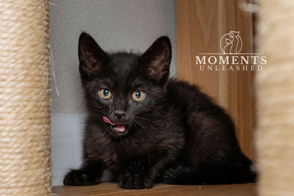 Enlarge Eggs , a ADOPTABLE Domestic Short Hair in Myakka City, FL image 3/3