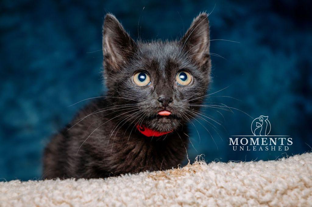 Enlarge Eggs , a ADOPTABLE Domestic Short Hair in Myakka City, FL image 2/3