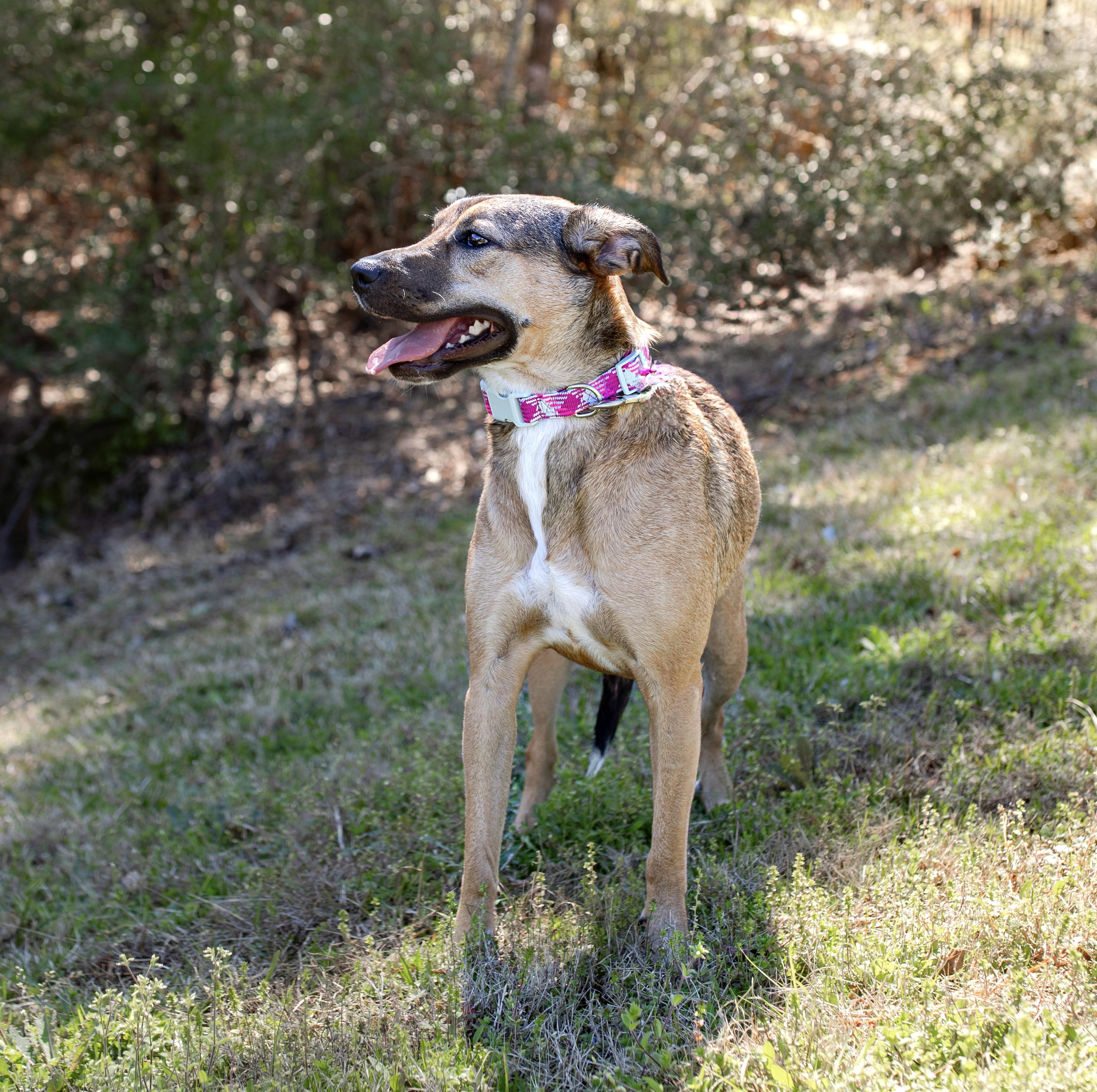 Rosie, a Adoptable mixed breed in Cypress, TX image 1/6