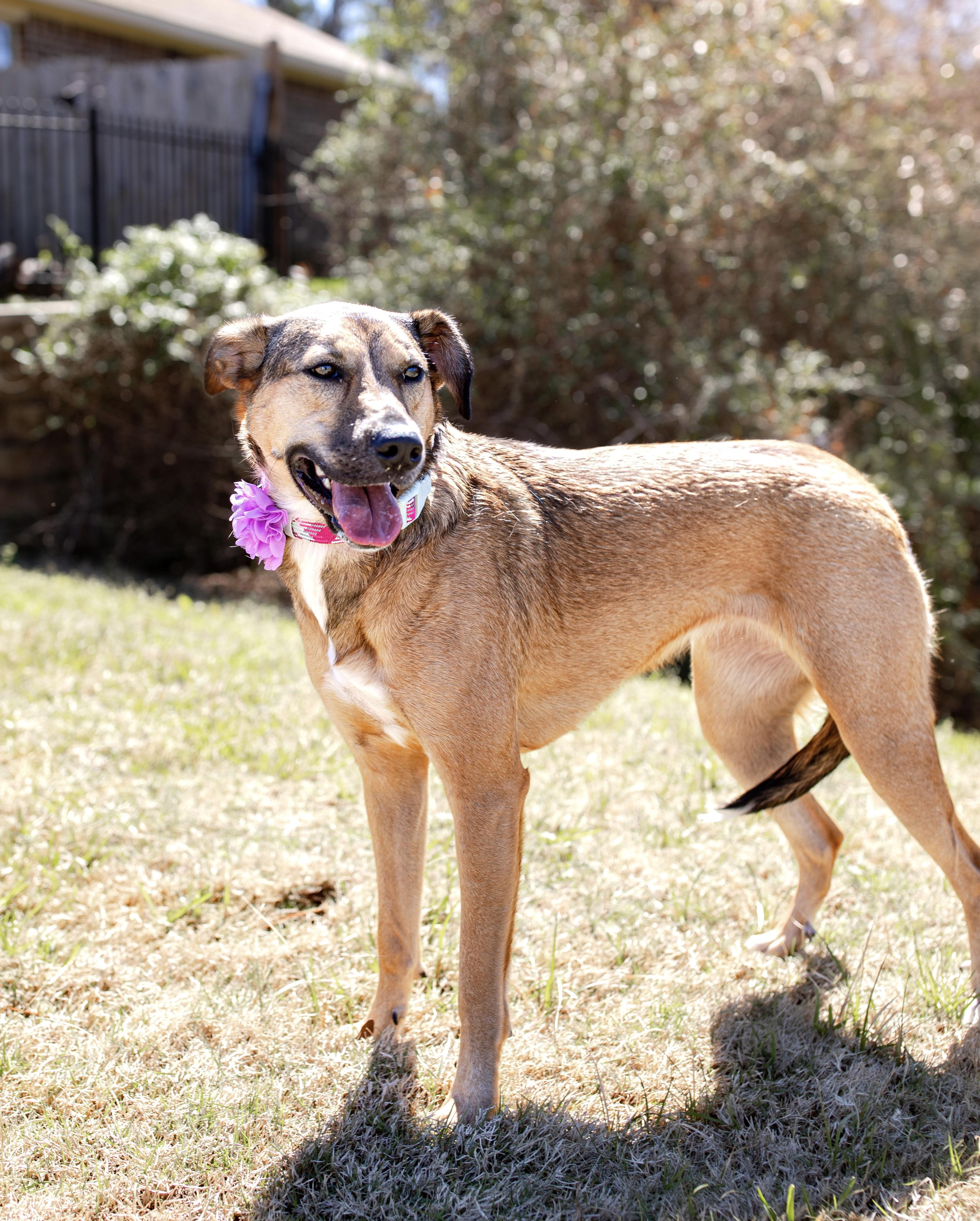 Rosie, a Adoptable mixed breed in Cypress, TX image 2/6