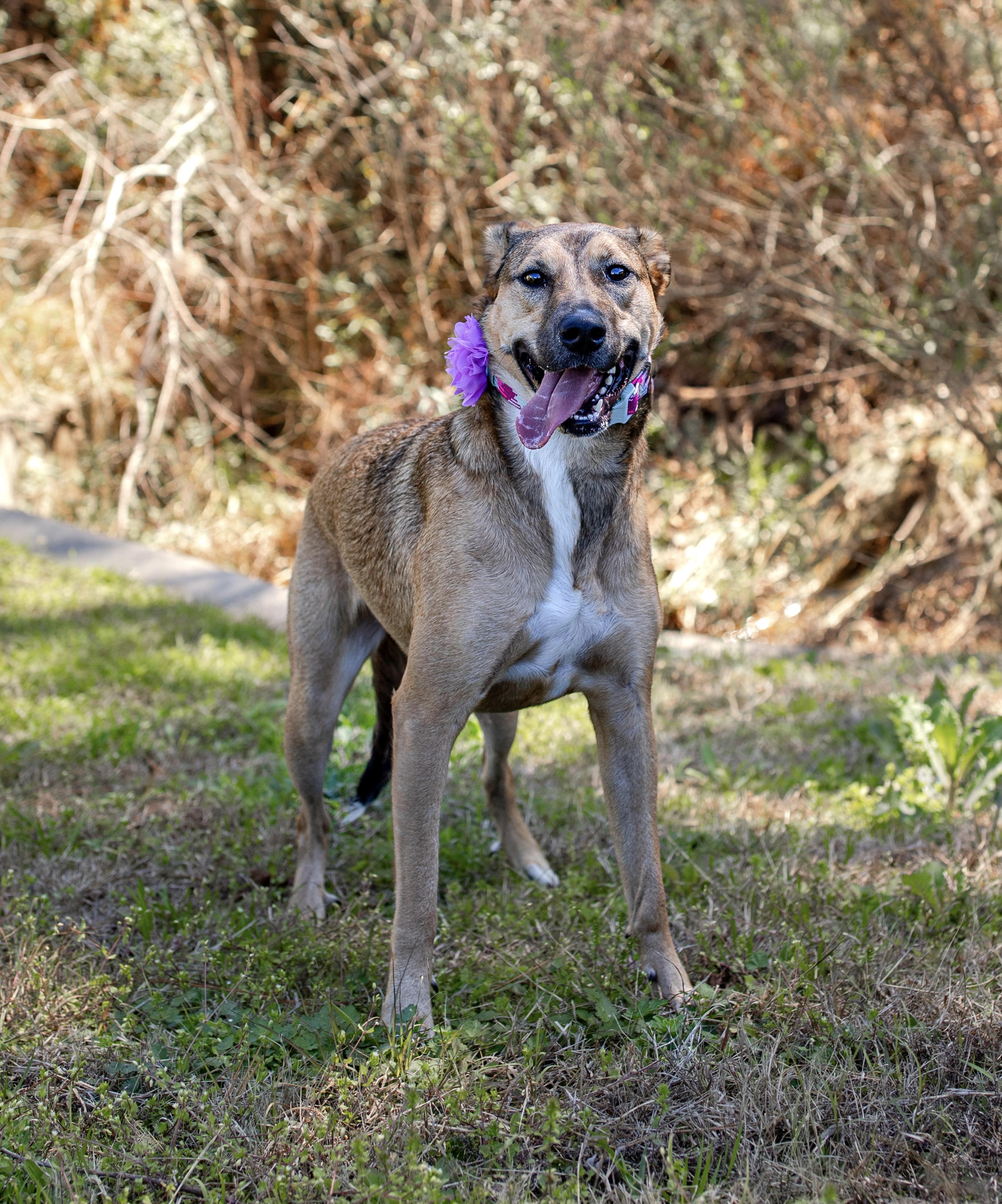 Rosie, a Adoptable mixed breed in Cypress, TX image 3/6