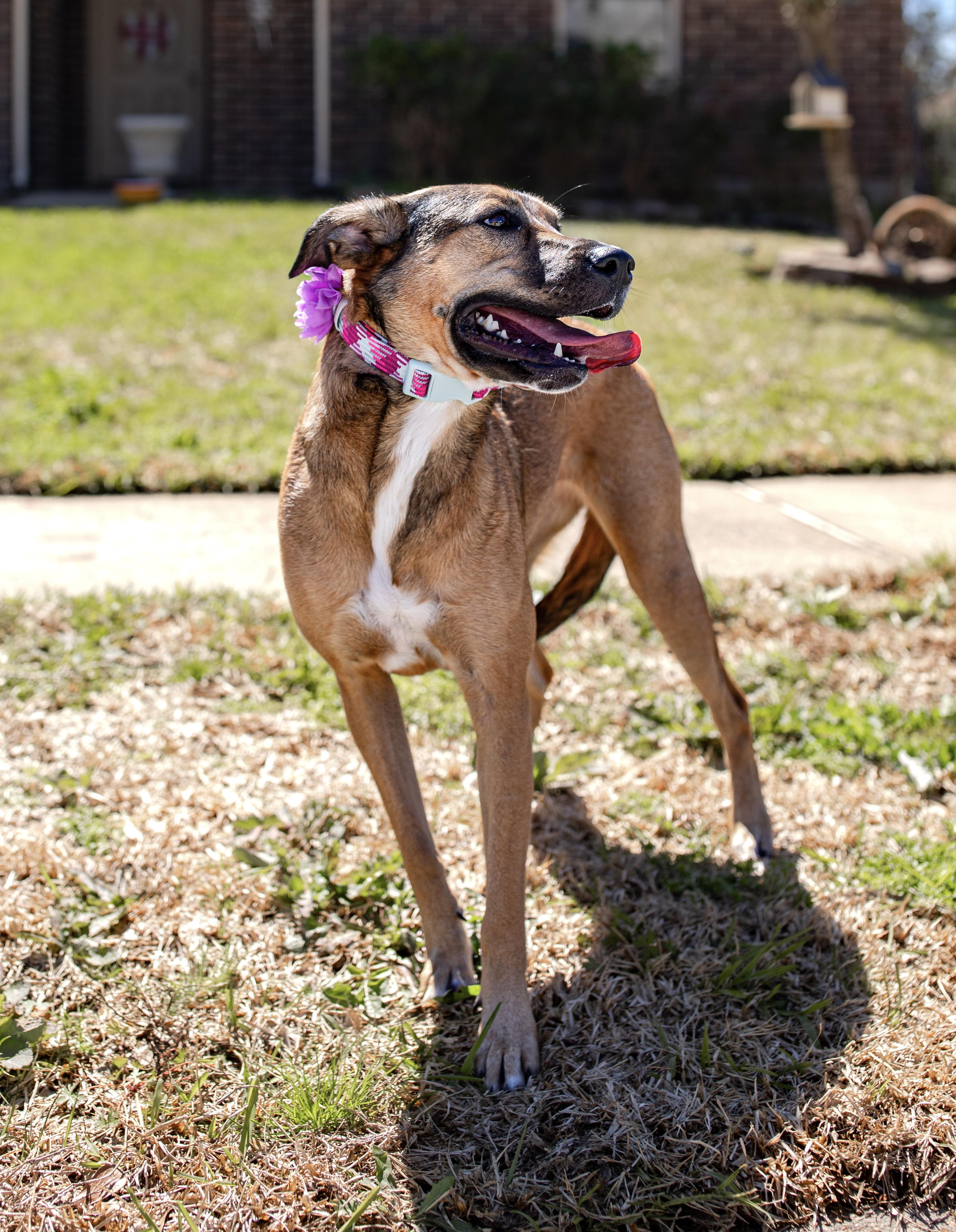 Rosie, a Adoptable mixed breed in Cypress, TX image 4/6