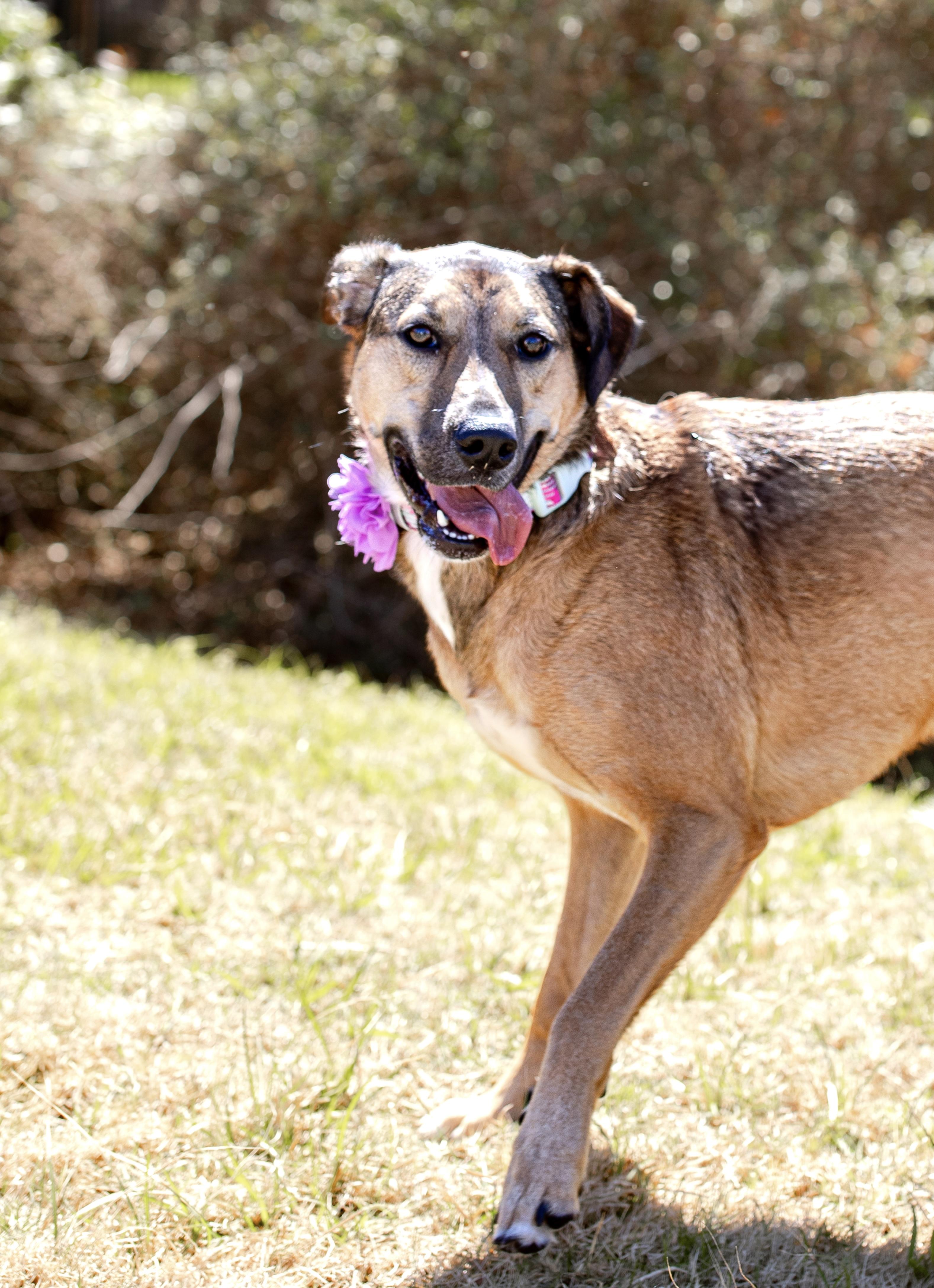 Rosie, a Adoptable mixed breed in Cypress, TX image 5/6