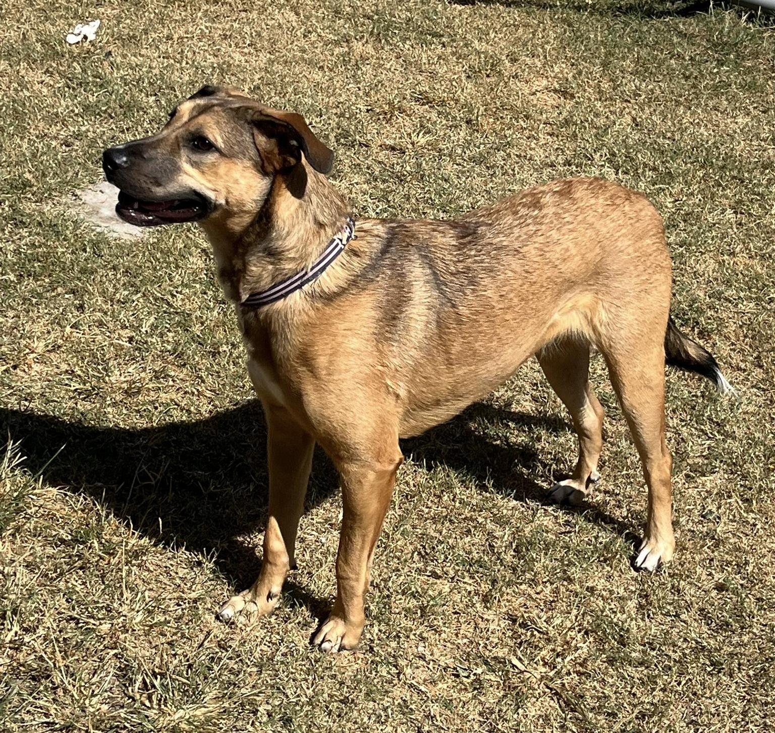 Rosie, a Adoptable mixed breed in Cypress, TX image 6/6