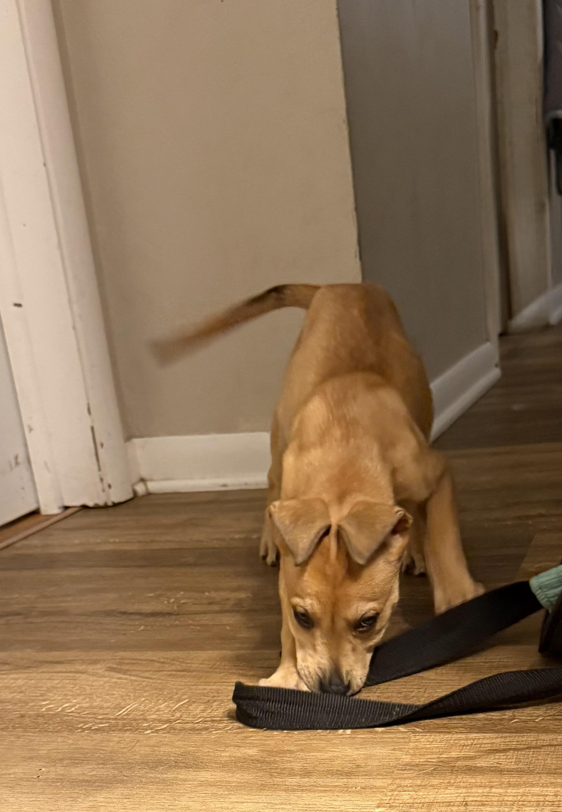 Daiquiri, Adoptable, Puppy Female Mixed Breed.