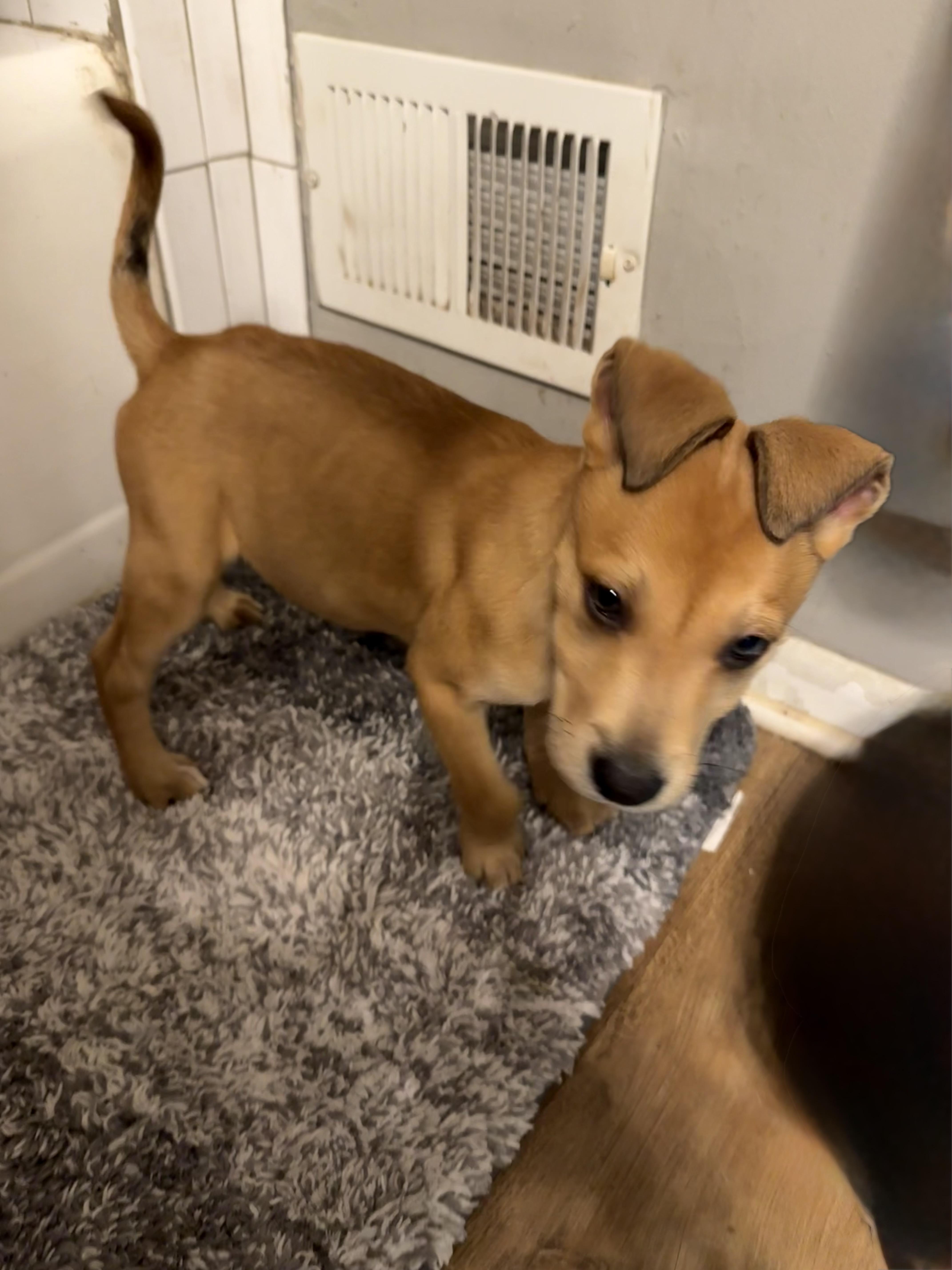 Enlarge Daiquiri, a Adoptable Mixed Breed in Kenosha, WI image 2/4