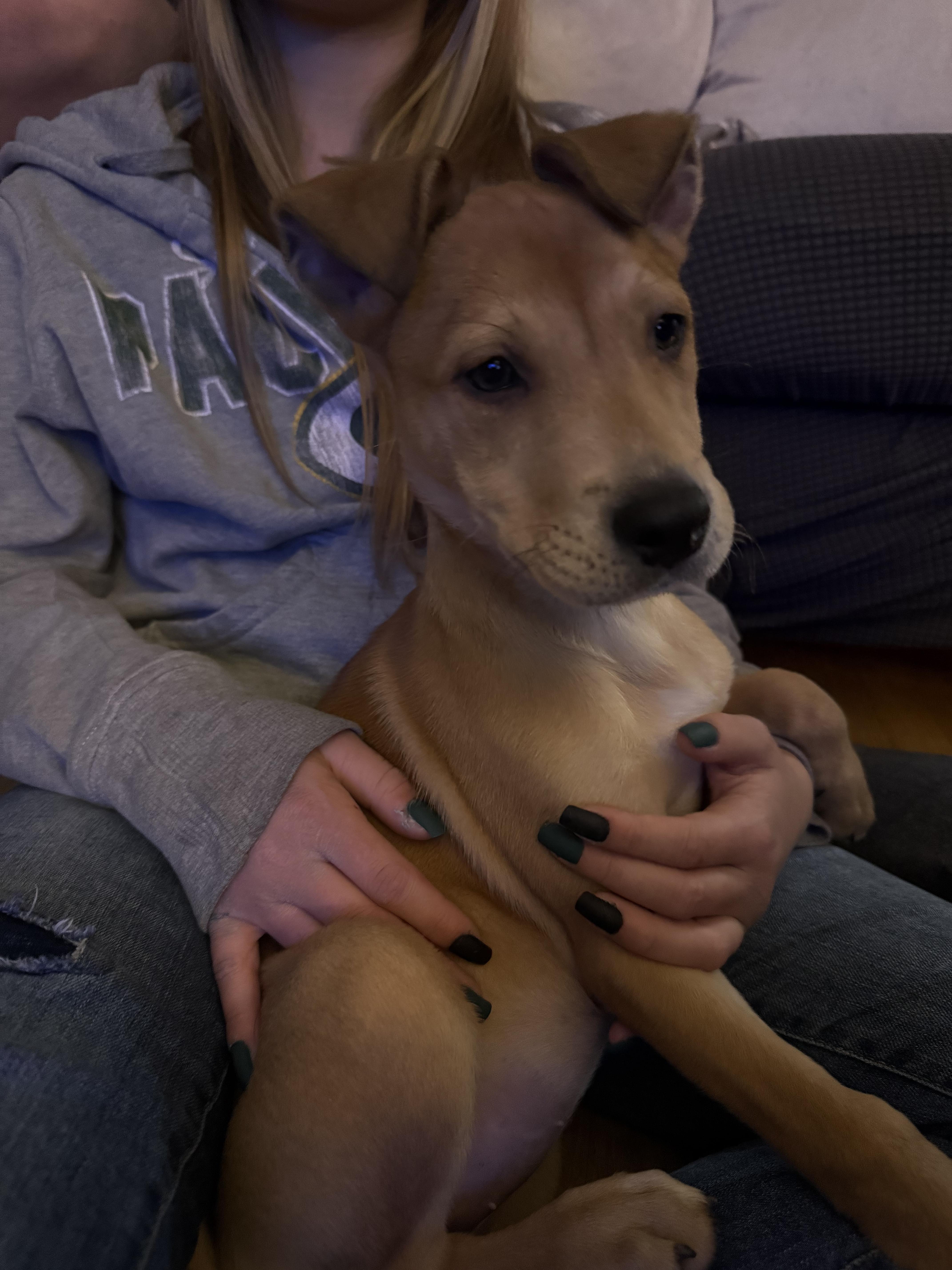 Enlarge Daiquiri, a Adoptable Mixed Breed in Kenosha, WI image 3/4